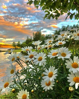 Разноцветье чувств