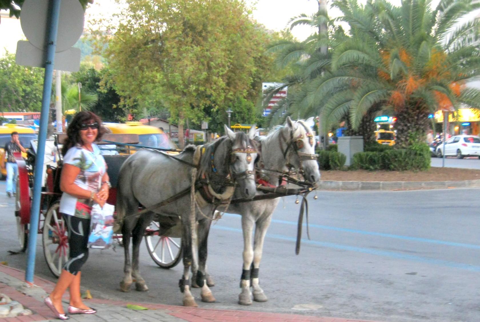 Пара запряженных лошадей