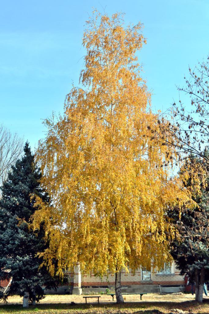 Осень-художница