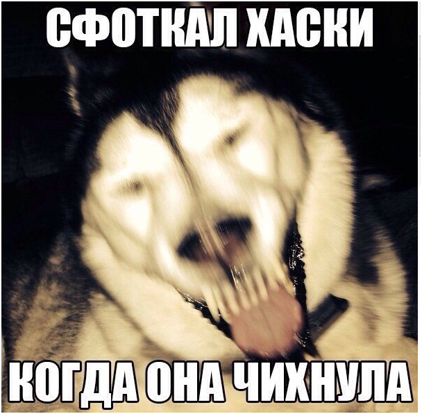 Как чихают собаки