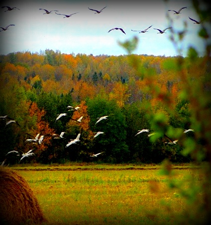 Золотой листвы шуршание...