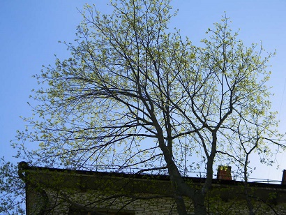 Не тельное дитя