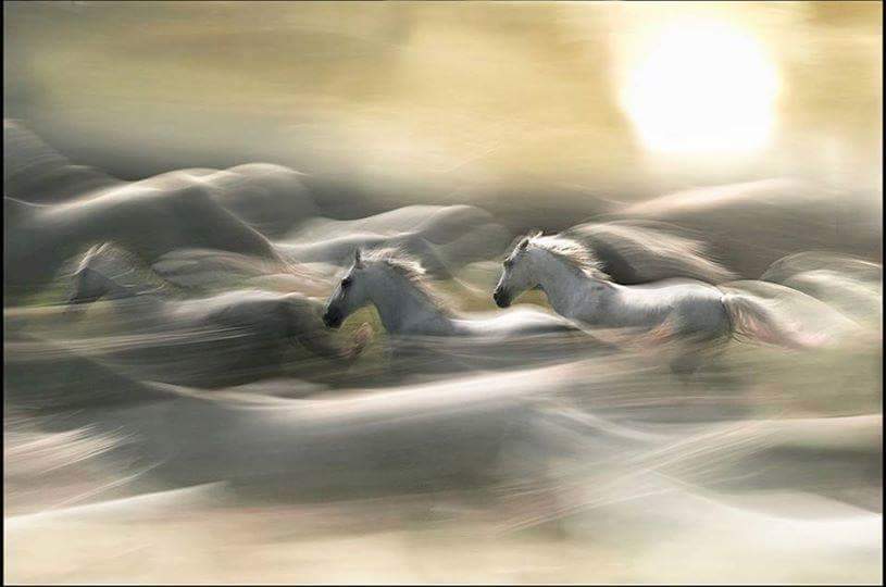 Ах вы, кони!