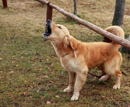 Собачий лай