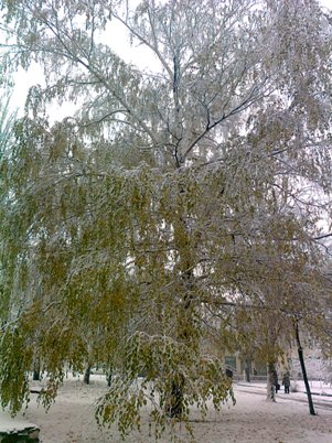 Нам бы дожить до победы