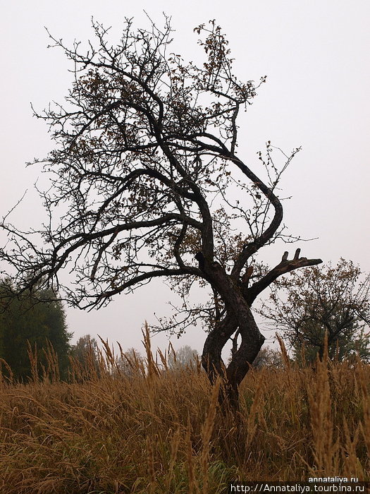 Пальметта яблоня. Молодые деревья. Старая яблоня. Старое сливовое дерево. Старая яблоня дерево.