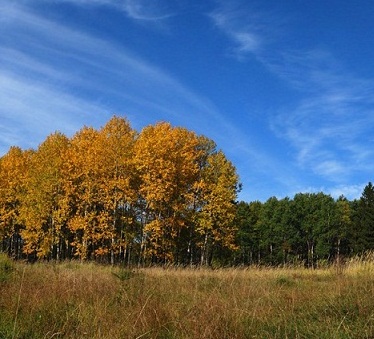 Подожди, немного осень...