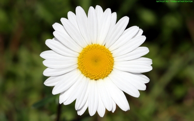 Ромашки белые