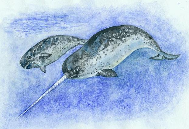 Нарвал рисунок поэтапно