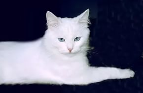 С недавних пор у нас живёт