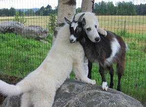 Прощай, рогатая моя!