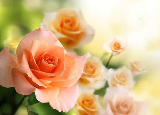 О розах, однако...