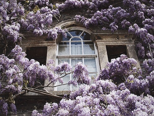 последняя сирень