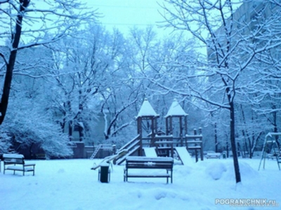 Снежный воробей