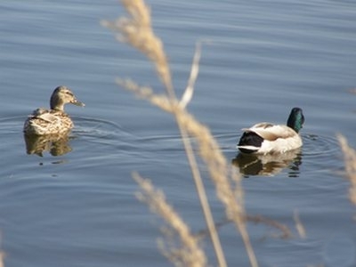 Утки на Яльчике