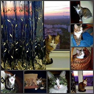 Про кошку Зосю