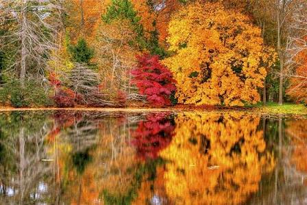 все краски осени