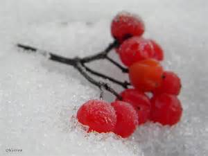 С ветром шепчется калина