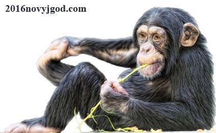 Символ года