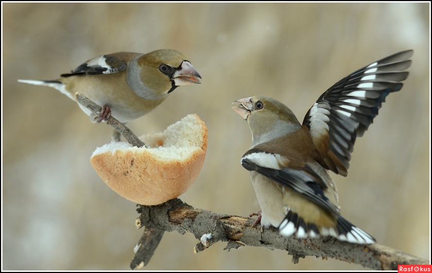 Конкурс пяти строк Кстати, о птичках - 2