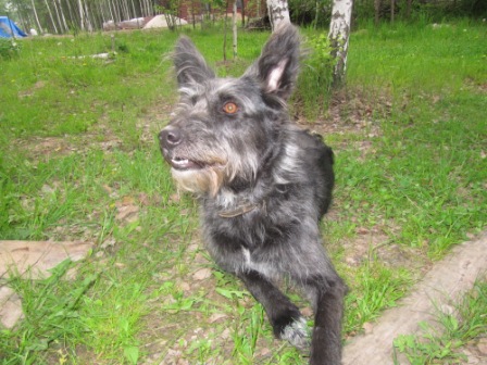 Папино строительство