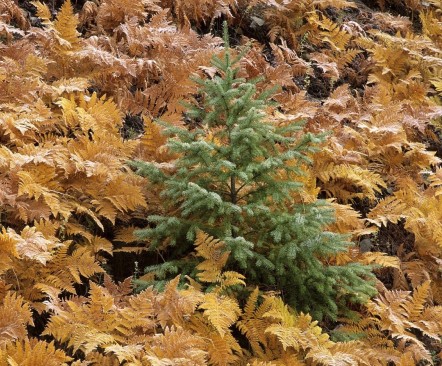 английский дворик - КХ время падающих звёзд