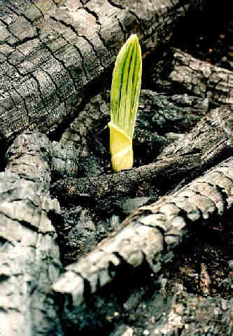 Среди огней и пепелищ