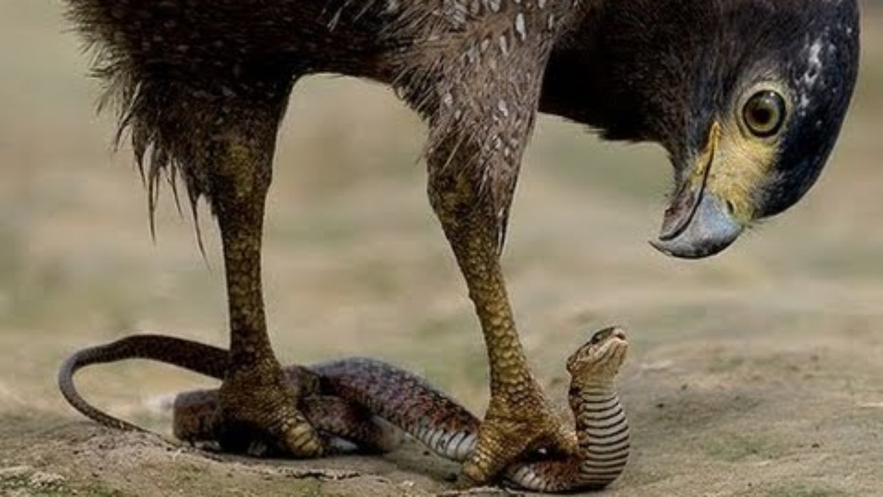 Змей и орёл