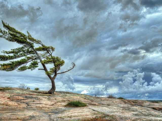 Одинокий Ветер