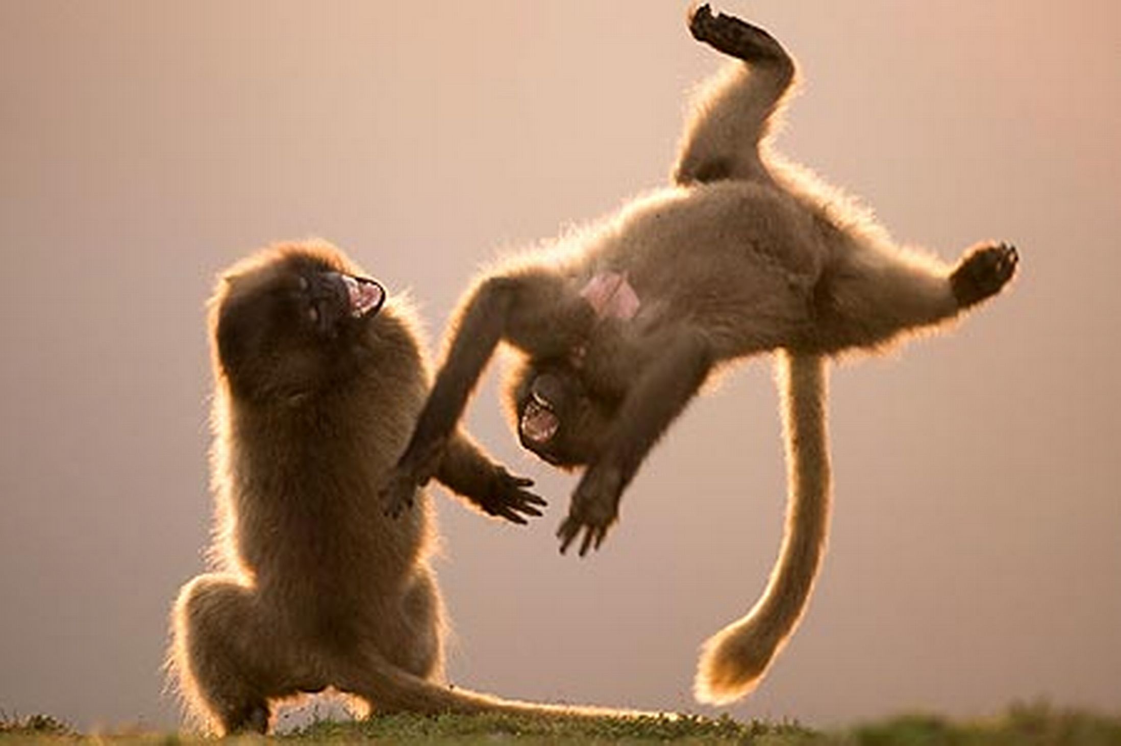 Танцующий шимпанзе. Обезьяны веселятся. Радостные животные. Забавные обезьяны. Мартышки веселятся.