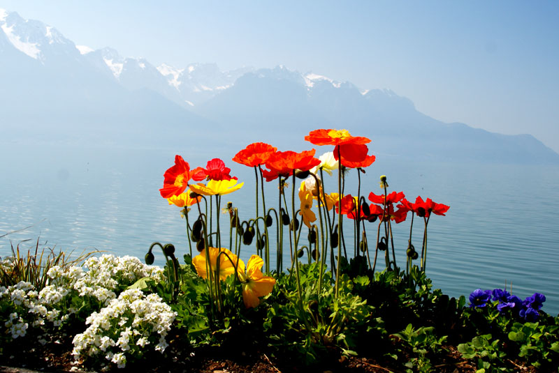 В Новый год пожелание лета...