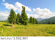 В тайге не скучно кедру на опушке 09. 01. 2016