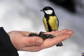 Жадаю бути хоч синицею...