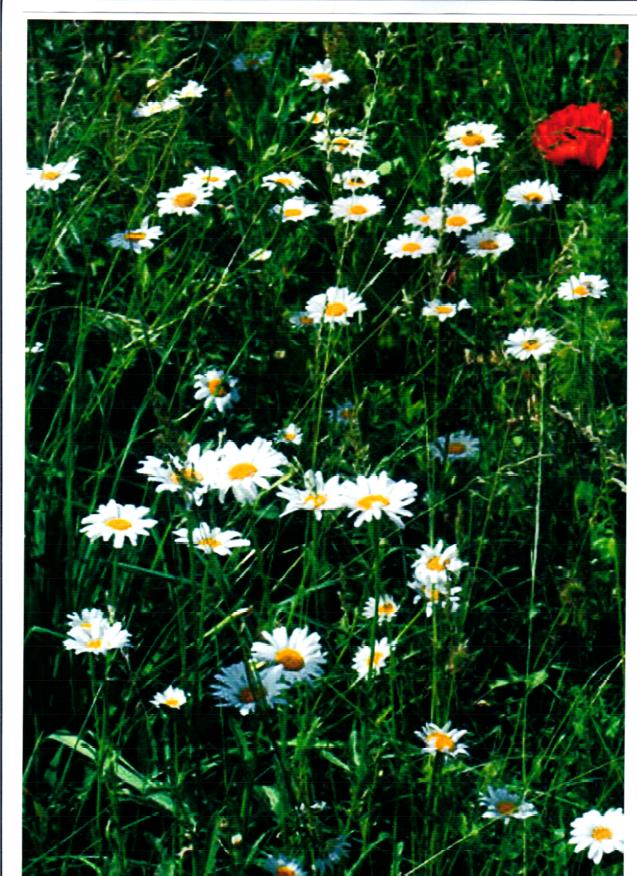 Одинокий мак