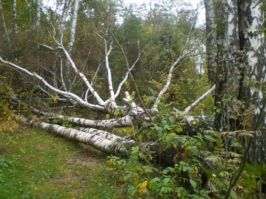 Закон природы