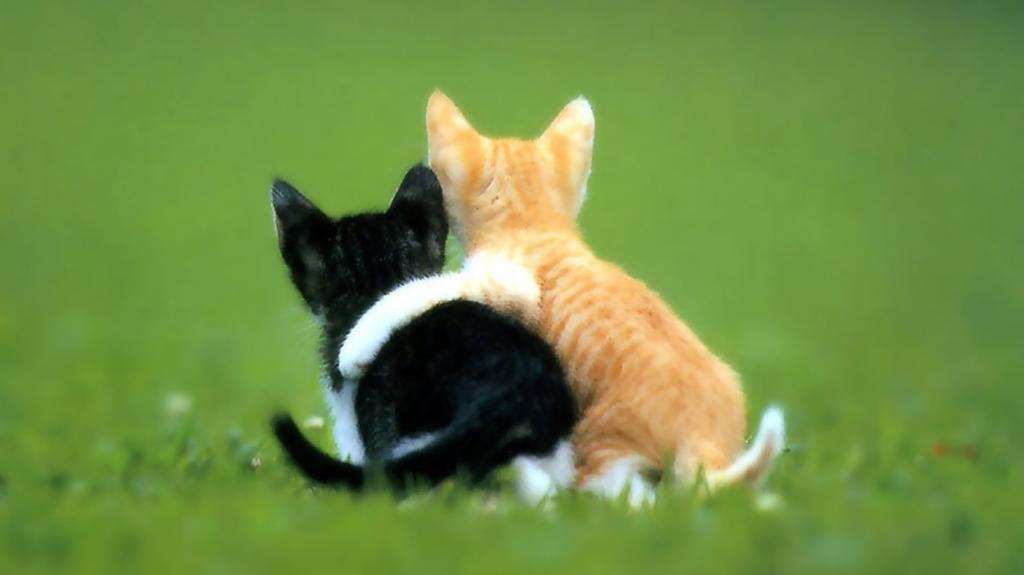 Союз чужих друг-другу душ