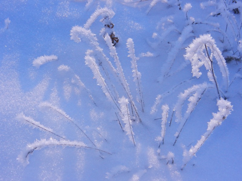 Цветок Мунчжон