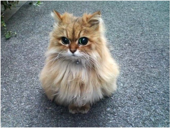 Настоящее кошачье счастье