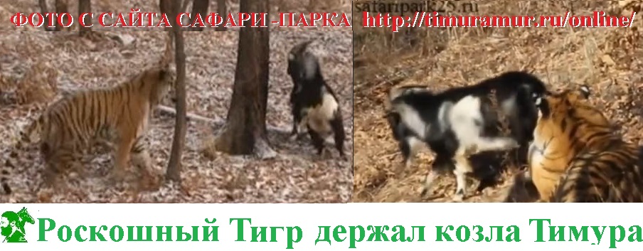 Роскошный Тигр держал козла Тимура