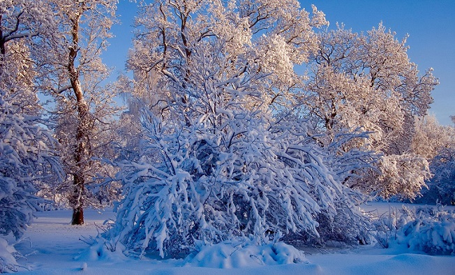 Разбуженная шёпотом зари