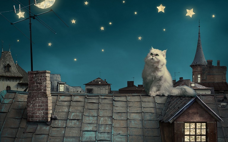 Лестница хокку. Кот, кошка, котята