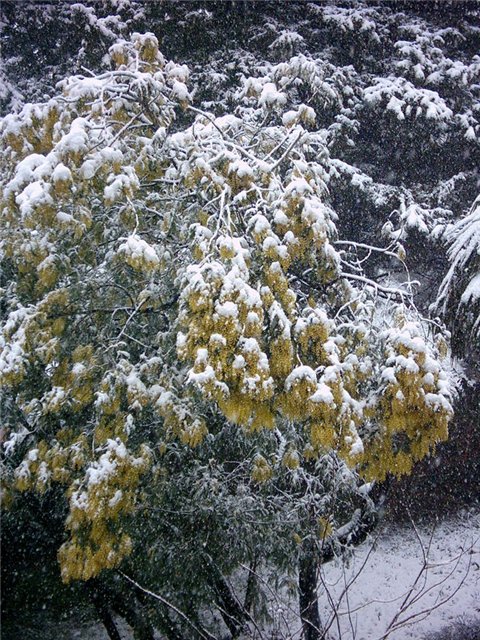 Скоро зацветёт мимоза