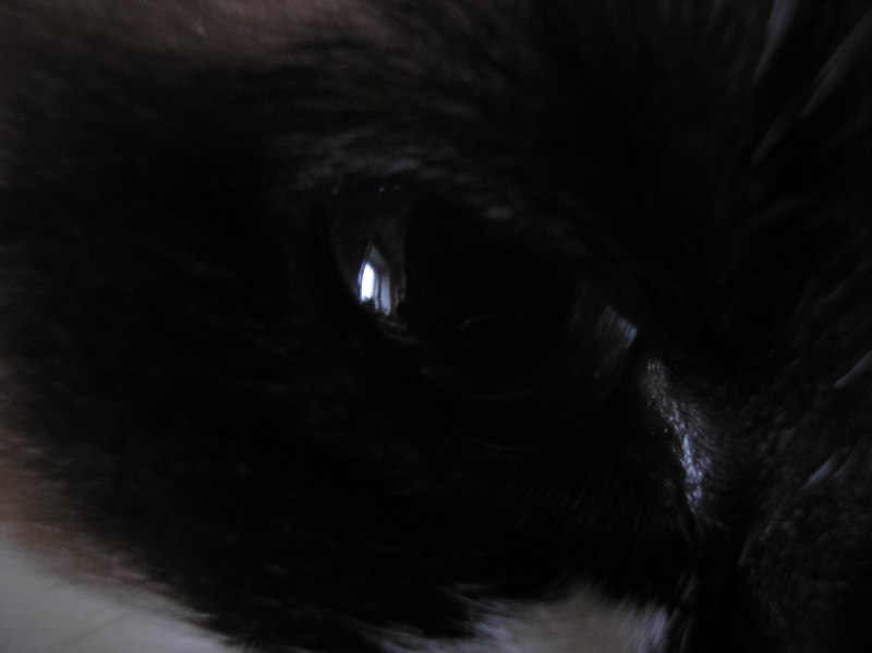 Любимым питомцам посвящается