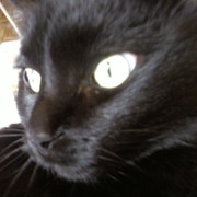 Черные кошки бывают разные