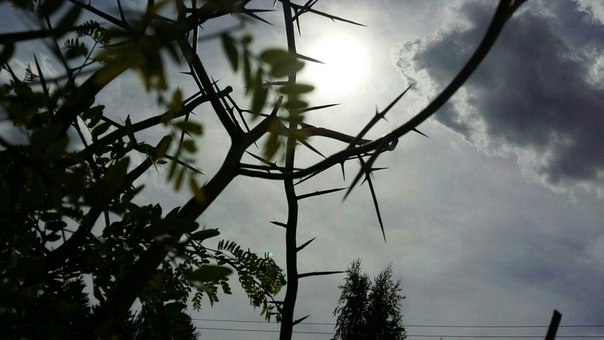 Не поющие в терновнике