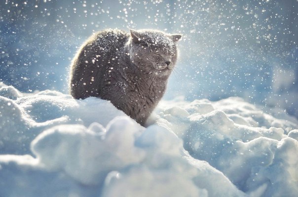 Хозяин куда-то убежал...