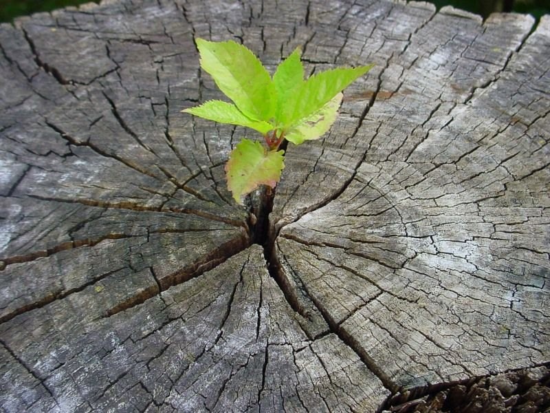 Тайна жизни