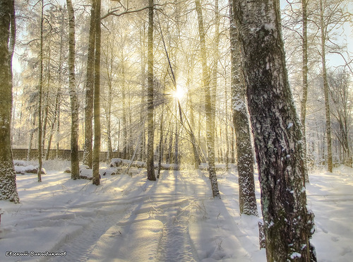 Солнечный зимний день! Из серии настроение