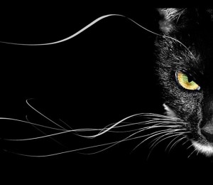 Черная кошка