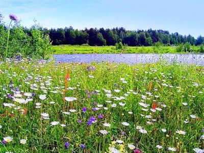 Солнечная песня